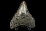 Fossil Megalodon Tooth - South Carolina #130724-2